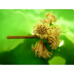 Fleur edelweiss